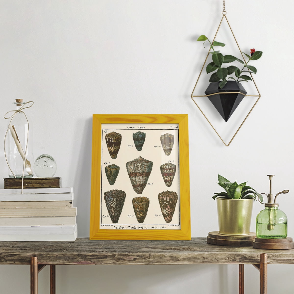 Cone Shell pl. 318 -Framed Print w/glass-Sunflower Yellow