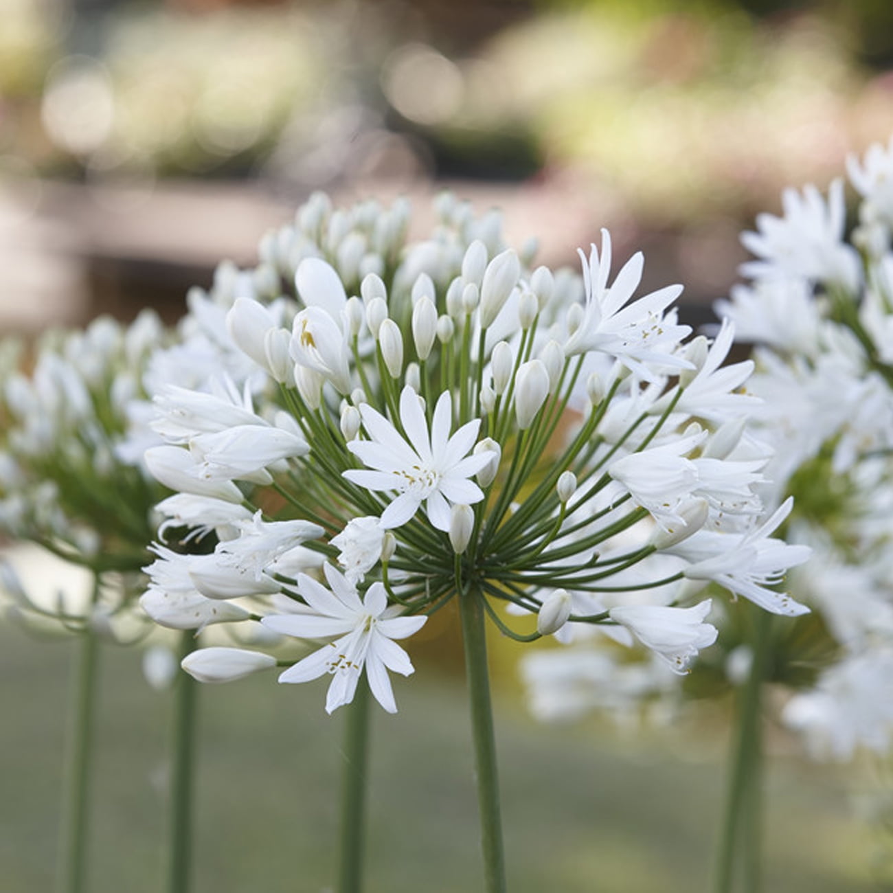 Van Zyverden Agapanthus White Set of 3 Plant Roots White Full Sun Flowering 2 lbs