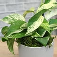 thumbnail image 6 of Marble Queen Pothos Plant in Stone Pot | Easy Houseplant | Filtered Light | Element by Altman Plants, 6 of 8
