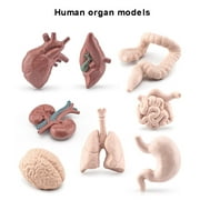 SARZI Simulation Human Body Organ Models Toy Teacher Science Class Teaching Props