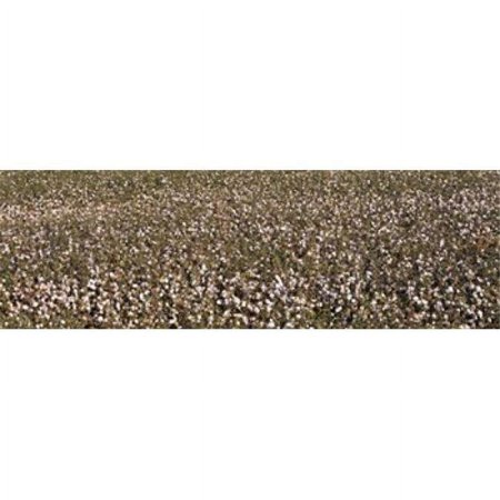 Panoramic Images High angle view of a cotton field Fresno San Joaquin Valley California USA Poster Print by Panoramic Images - 36 x 12