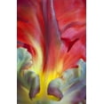 thumbnail image 2 of Paulson, Don 17x24 White Modern Wood Framed Museum Art Print Titled - USA, Washington, Seabeck Detail of parrot tulip, 2 of 4