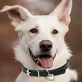 thumbnail image 5 of Amou PU Leather Dog Collar WIth Bell, Dog Collar For Dog Collars For Small Dogs, Medium Dogs,Large Dog, 5 of 5