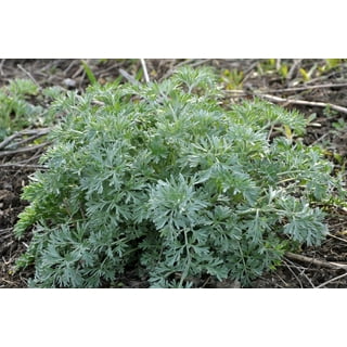 Artemisia, Sweet Annie (Organic) - Adaptive Seeds