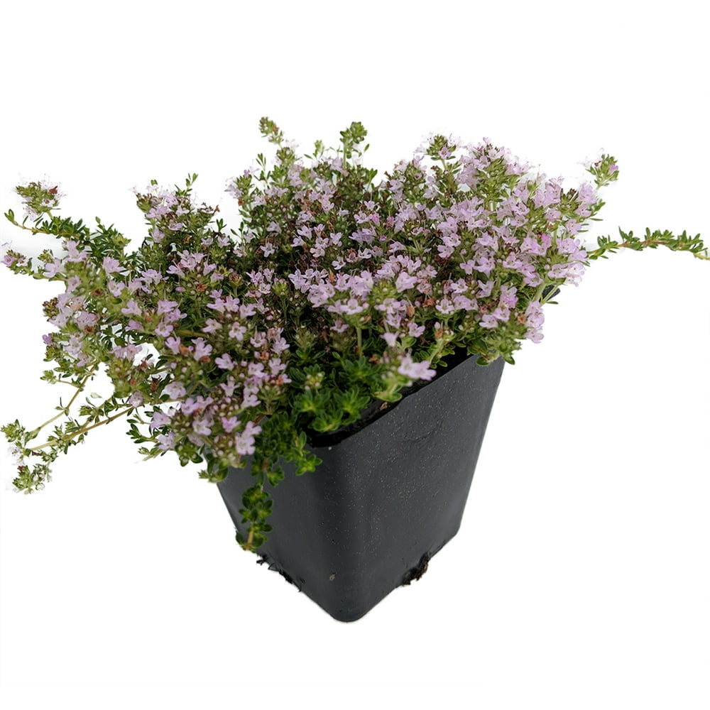 Fairy Elfin Thyme Plant World's Smallest Thyme 2.5" Pot Fairy
