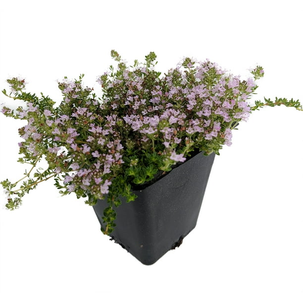 Fairy Elfin Thyme Plant World's Smallest Thyme 2.5" Pot Fairy