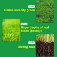 thumbnail image 5 of Liquid Grass Spray for Lawn, Green Grass Lawn Spray, Liquid Lawn Spray, Lawn Liquid Spray Paint for Lawn, Hydro Grass Spray, 5 of 5