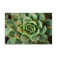 thumbnail image 2 of Gango Home Decor Sempervivum Rupicolum II by Erin Berzel (Printed on Paper); One 36x24in Fine Art Paper Giclee Print, 2 of 4