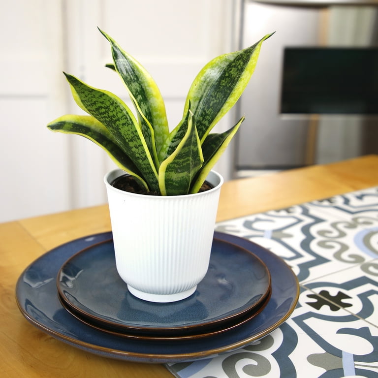 Superba Snake Plant, Clean Air Houseplant | 4.25 in Decor Pot; Full Sun |  Element by Altman Plants - Walmart.com