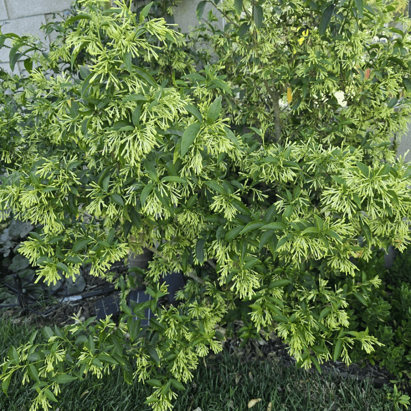Night Blooming Jasmine Live Plant, Cestrum Nocturnum Plant, Jasmine Vine Plants from 4 to 7 Inches Tall for Outdoor Garden