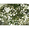 thumbnail image 5 of TomorrowSeeds - Perennial Baby's Breath Seeds - 7500+ Count - For 2026 Planting Gypsophila, 5 of 10