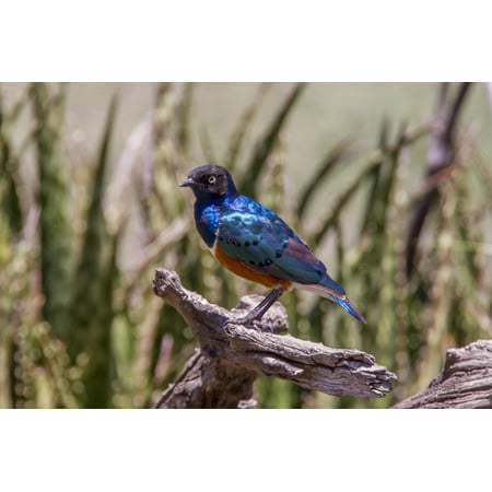 - Neon Blue Superb Starling Stands Perched on a Dead Tree Branch Print Wall Art By James Heupel