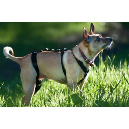Walkabout Chest Halter