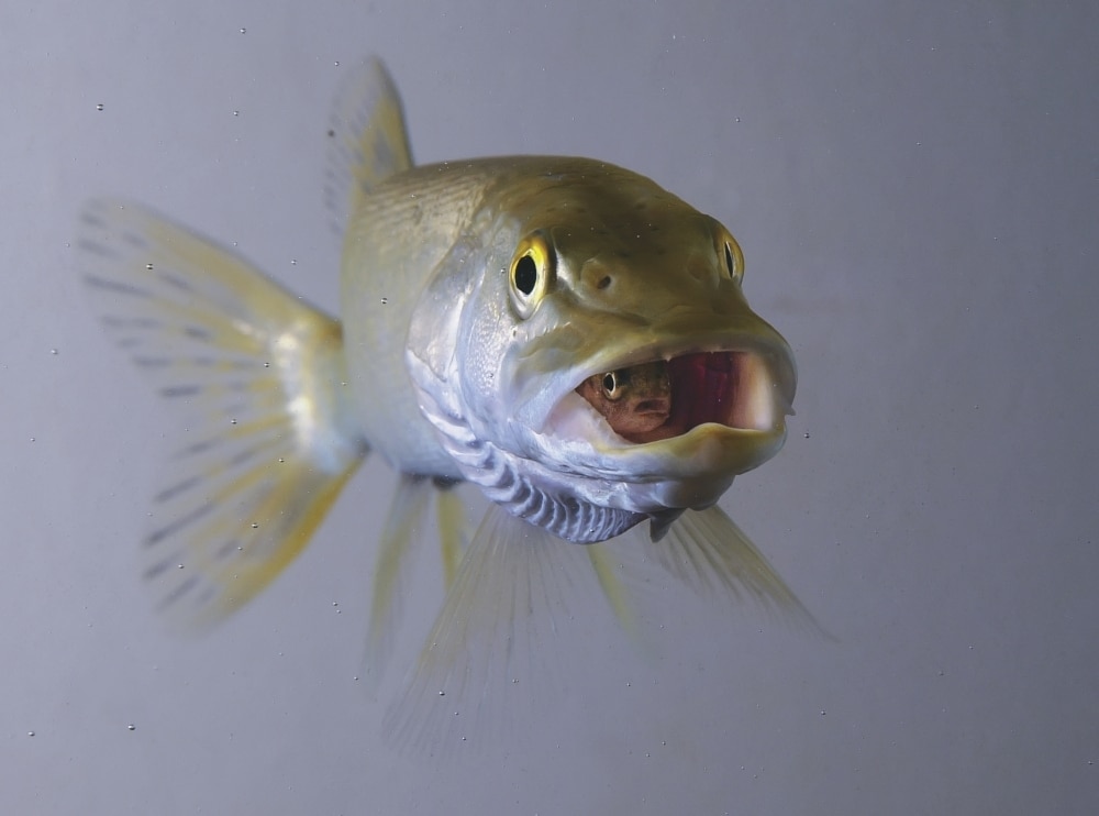 CAPTIVE: Northern Pike swallows Rainbow Trout, Department of Fish