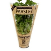 Parsley Ca