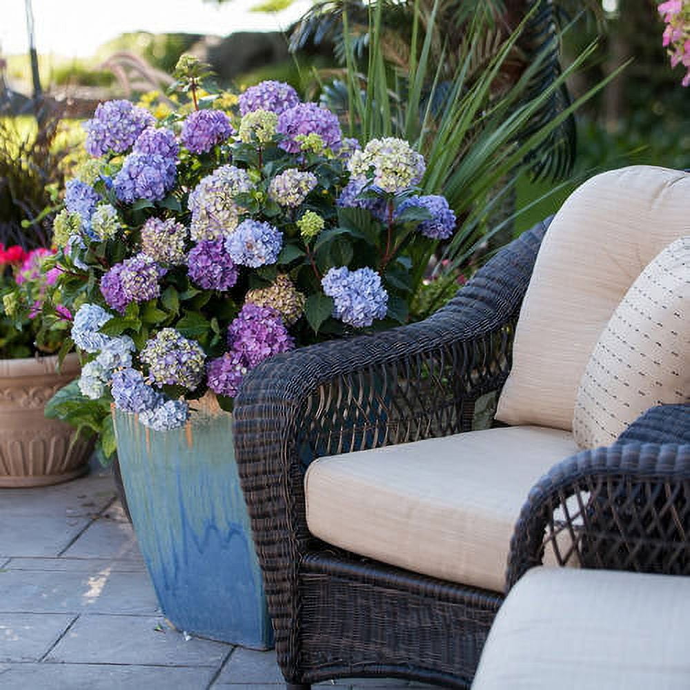 Endless Summer BloomStruck Reblooming Hydrangea Live Shrub in 1-Gallon Grower Pot