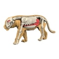 thumbnail image 2 of DOMELAY Animal Body Model Classroom Body Organ Parts for Study Tool Ages 8+ Children 3107, 2 of 9