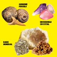 thumbnail image 3 of Colección de minerales y fósiles de roca para niños con más de 250 especímenes, 3 of 6