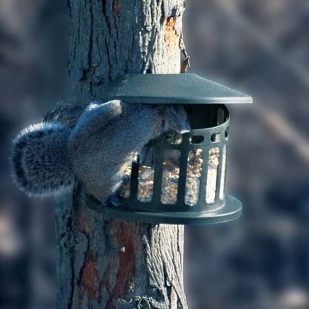 Squirrel Diner