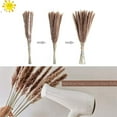 thumbnail image 4 of Viworld Pampas Grass, Natural Dried Pampas Grass Branches Decor for Home Kitchen Garden Party Photographing Flower Arrangement Vase Decor, 30pcs Natural, 4 of 9