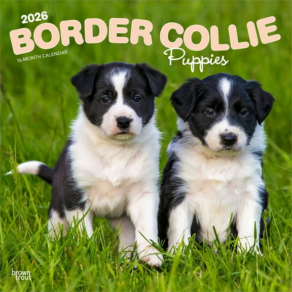 Border Collie Puppies | 2026 12x24" (Hanging) Square Wall Calendar | Plastic-Free