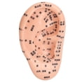 thumbnail image 4 of Kit de acupuntura con pegatinas para orejas, 600 unidades, modelo de acupuntura, pinzas, sonda de acupuntura, lápiz, guía y gráfico., 4 of 14