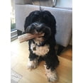thumbnail image 2 of Perfect Pet Chews - Elk Antlers for Dogs Medium Treat - 5-Count, 2 of 5