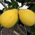 thumbnail image 4 of Home garden,(Lemon)Low maintenance + drought-resistant flowers,Suitable for lazy garden,Ins style garden must-have, 4 of 5