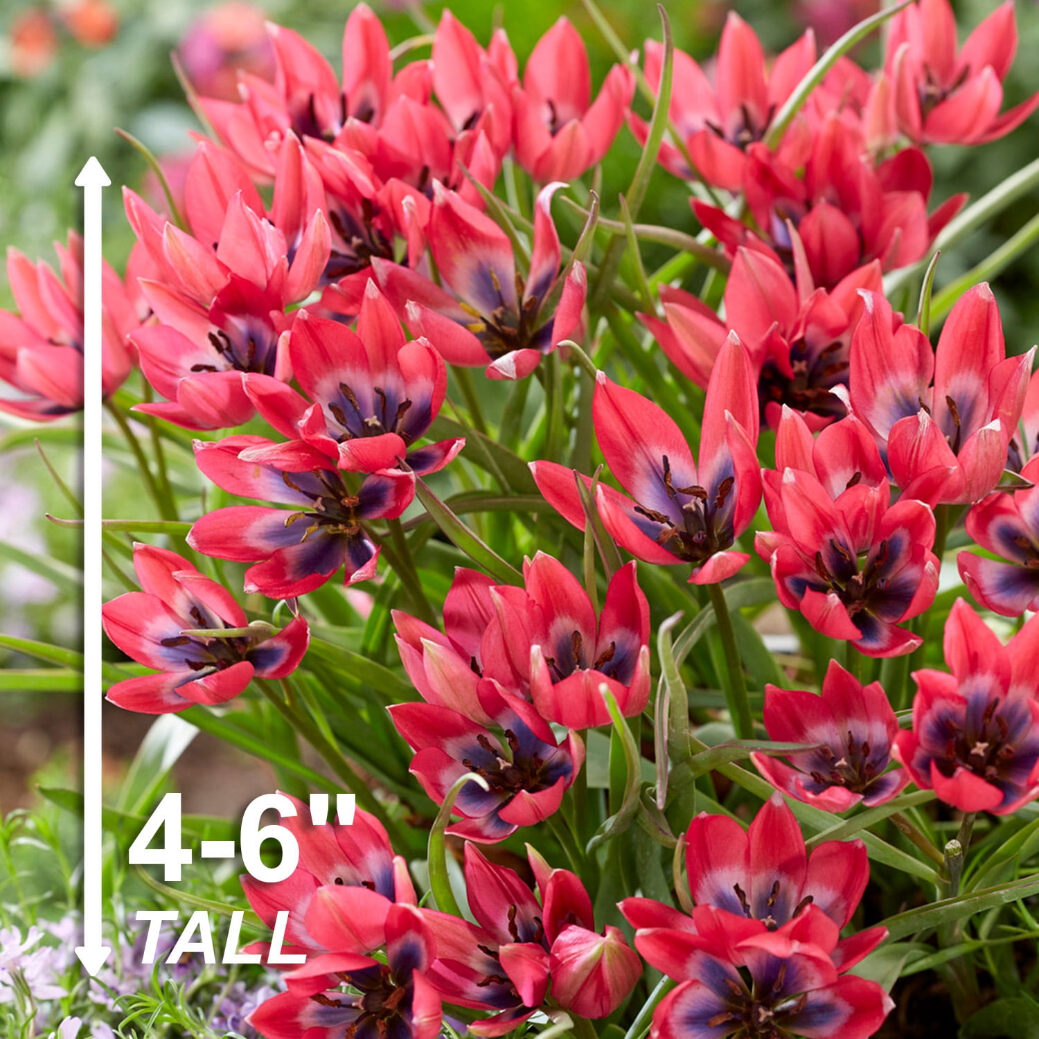 Garden State Bulb Batalinii Little Beauty Tulip Flower Bulbs, 6/+cm (Bag of 250)