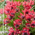 thumbnail image 4 of Garden State Bulb Batalinii Little Beauty Tulip Flower Bulbs, 6/+cm (Bag of 25), 4 of 8