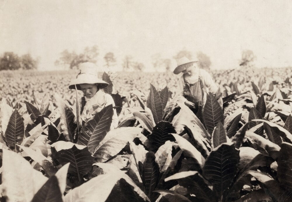 Tobacco Farming, 1916. /Nworming And Topping Tobacco On A Farm At