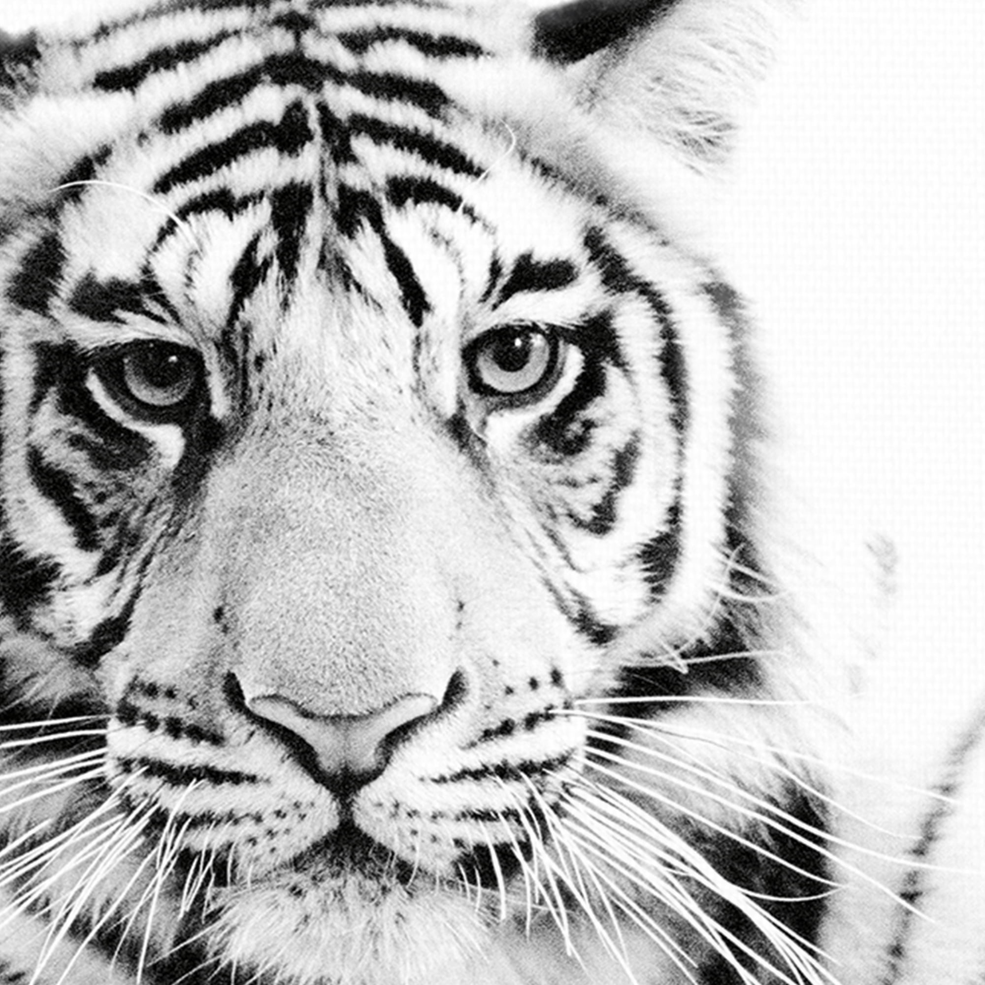 Paws Ahead by Staffan Widstrand Canvas Art Print