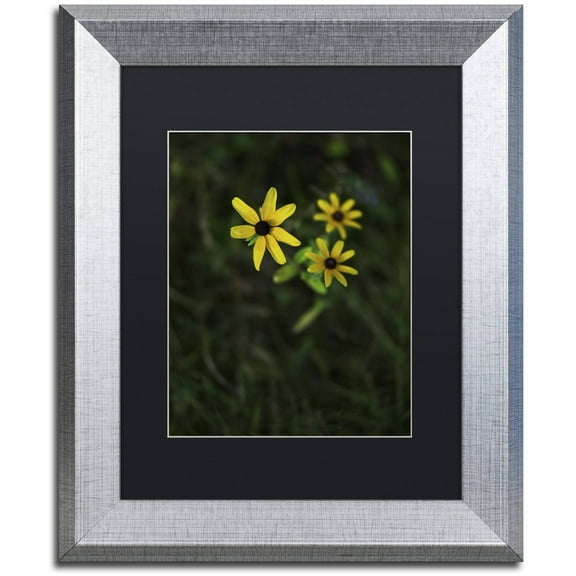 Trademark Fine Art "Brown-Eyed Susan" Canvas Art by Kurt Shaffer, Black Matte, Silver Frame