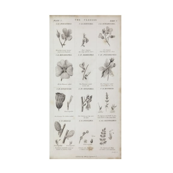 Trademark Fine Art 'Conversations on Botany X' Canvas Art by Wild Apple Portfolio