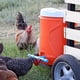 thumbnail image 4 of Bebedero para pollos, bebedero automático para ganado, cuenco de agua rojo, bebedero para codornices, pollos, pezón, equipo de cría, 4 of 5