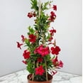 thumbnail image 4 of Set 2 Red Mandevilla Plants 4-7" Tall for Planting, Mandevilla Flower Plants, Tropical Flowering Plant for Garden, Mandevilla Vine Plants, 4 of 5