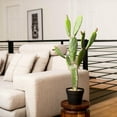thumbnail image 7 of Vickerman 34" Artificial Green Cactus, Black Plastic Planters Pot., 7 of 7