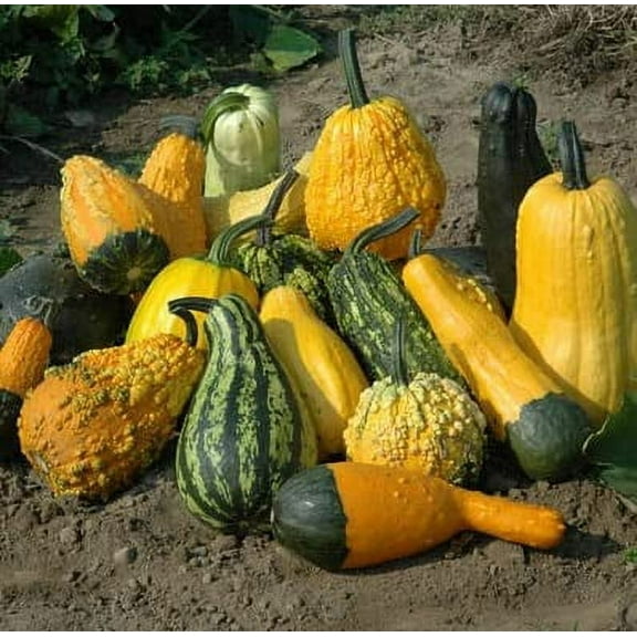 Lunch Lady Gourd Seeds for Planting (10 Seeds) - Exotic and Hard to Find Pumpkin, Squash and Gourd Seeds - Vegetable Garden Seeds