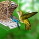 thumbnail image 5 of Comederos Transparentes para PáJaros, Comedero AutomáTico para Loros, Bebedero, Contenedor de Comida y Semillas, Jaula para Periquitos PequeñOs y Medianos, 5 of 9