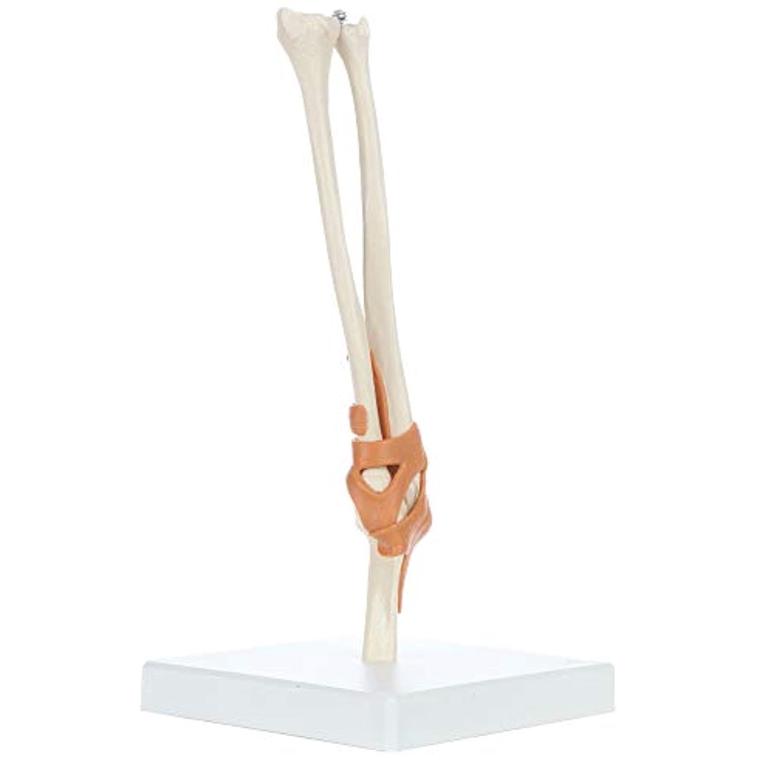 Rudiger Anatomie Functional Elbow Joint with Ligaments