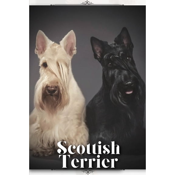 Scottish Terrier: Dog breed overview and guide