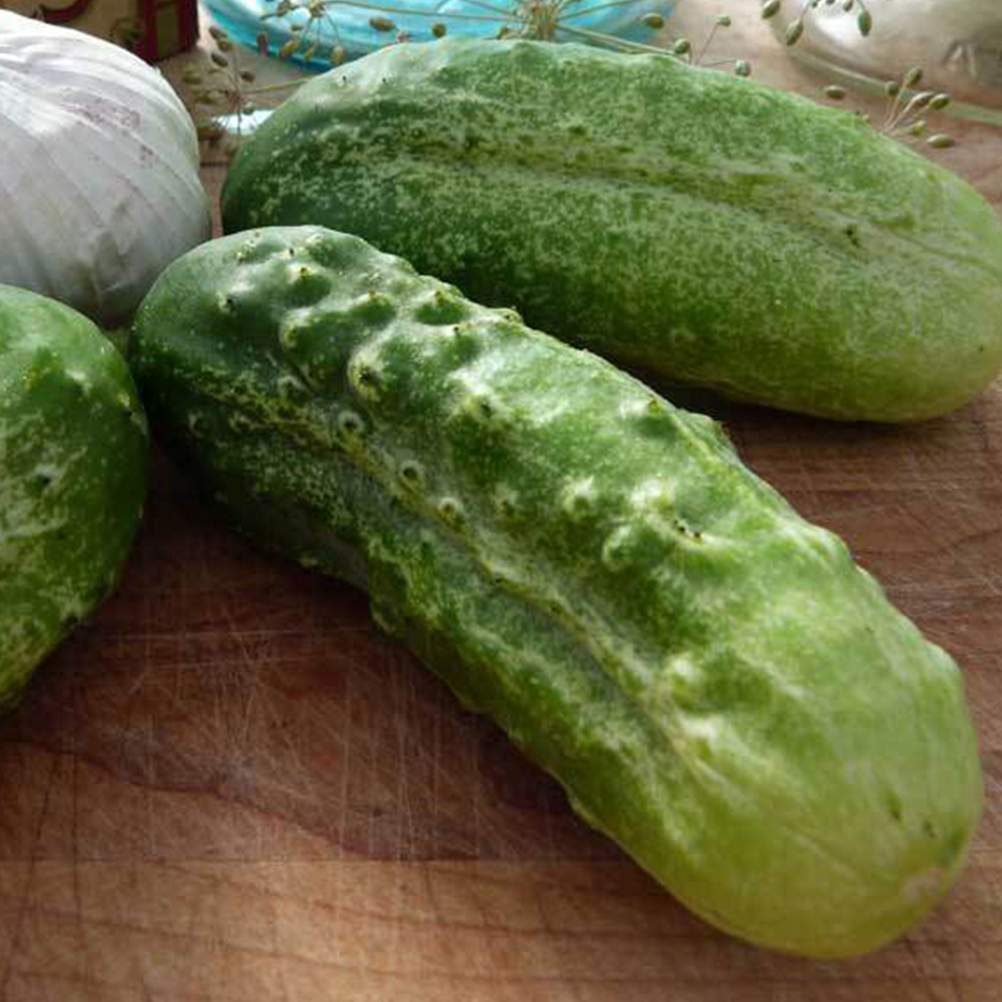 Boston Pickling Cucumber Seeds 1 LB 11,200 Seeds NonGMO, Heirloom, Open Pollinated