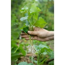 3 White Sweet Potato Slips for Planting - Grow Your Own Tasty Sweet Potatos (3 Slips) Yams