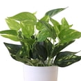 thumbnail image 3 of Artificial Fake Pothos Leaf Plants, Faux Greenery With Realistic Leaves, Potted Decorative Floral Arrangements, Small Desktop Plants, Lifelike Faux Greenery For Indoor, 3 of 3