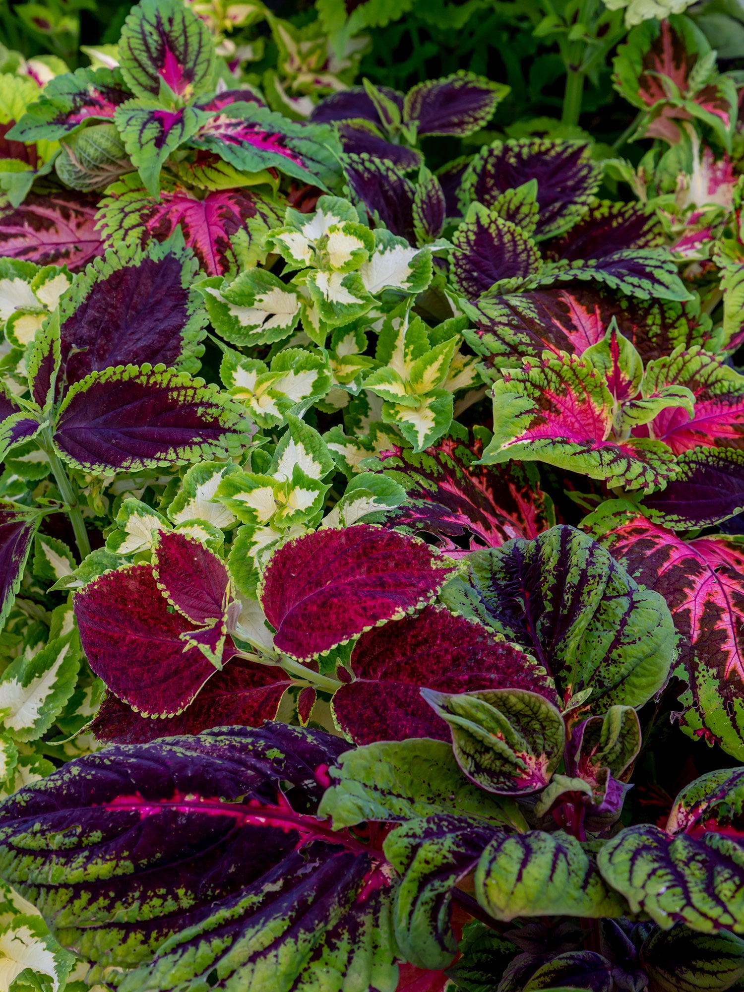 Burpee Rainbow Mixed Colors Coleus
