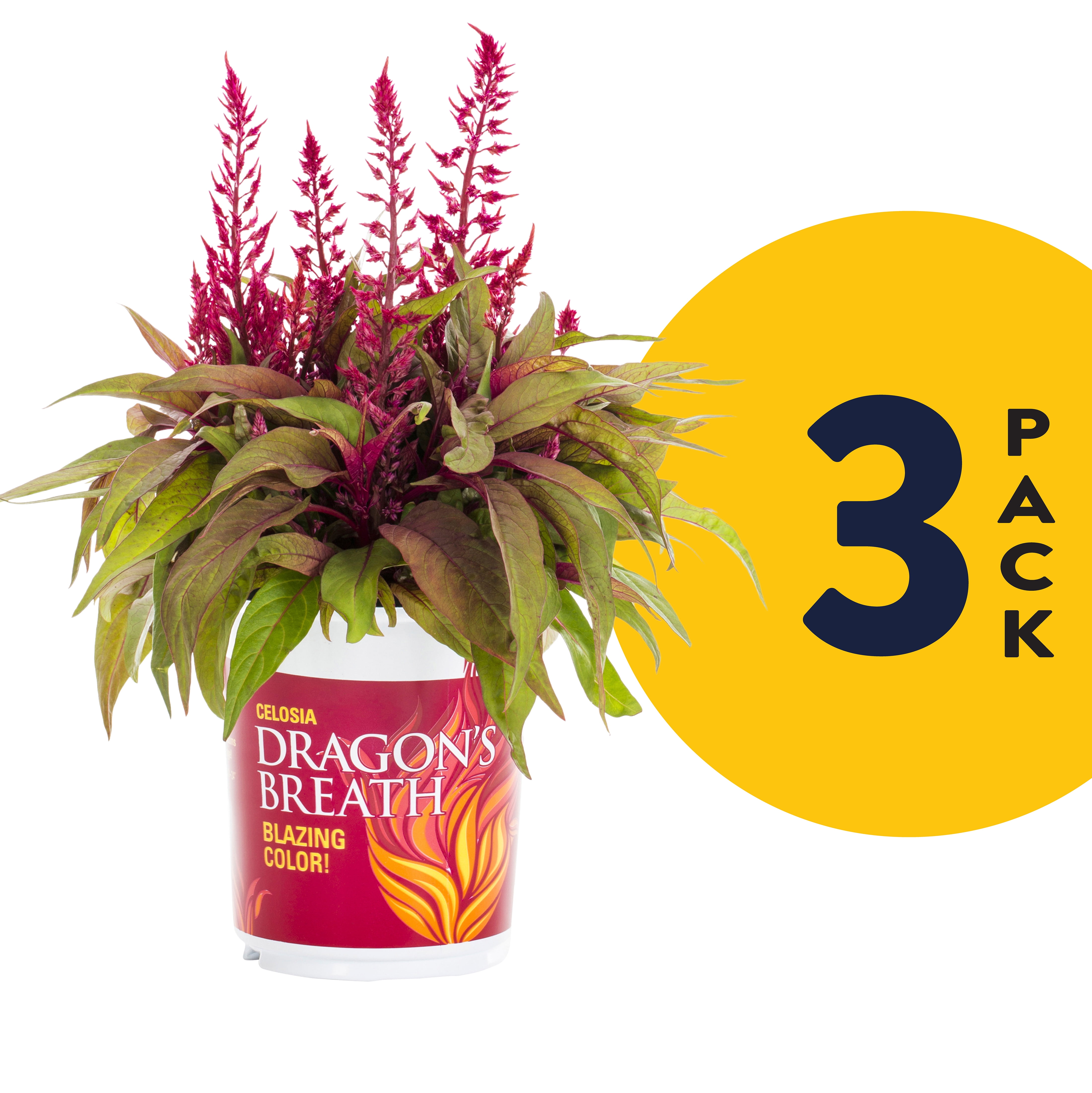 Dragons Breath Celosia 2 5qt Red Live Plants 3 Pack With Grower Pots Walmart Com