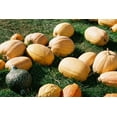 thumbnail image 2 of TomorrowSeeds - Dickinson Pumpkin (Kentucky Field) Seeds - 60+ Count - For 2026 Planting Patch, 2 of 9