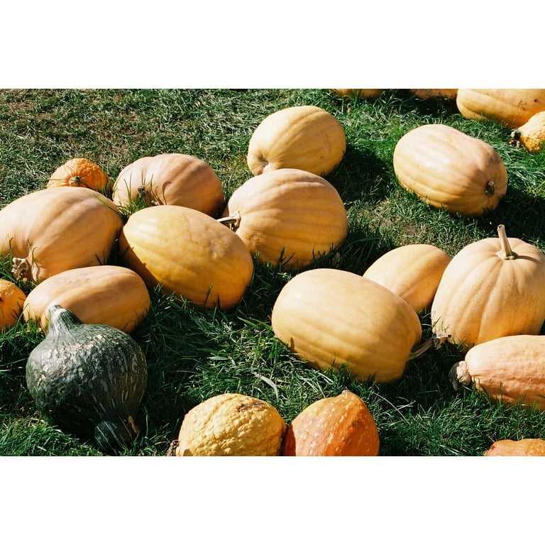 Pumpkinsさん専用 Phantomita F1 Pumpkin seeds: Grow Glowing Bright Green and