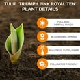 thumbnail image 2 of Garden State Bulb Pink Royal Ten Triumph Tulip Flower Bulbs, 12/+ cm (Bag of 250), 2 of 8
