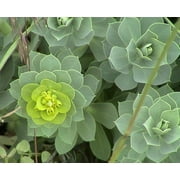 Myrtle Spurge Perennial - Euphorbia myrsinites - Quart Pot - Loves the Sun